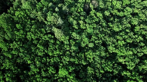 Big Green Forest in Countryside