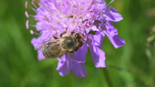 Bee Pollinating Purple Flower in Sunny Meadow