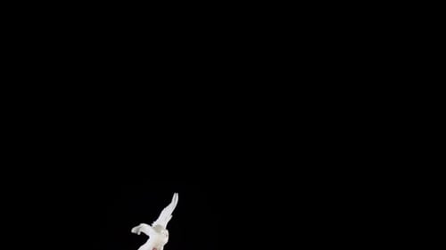 White Dove Flying Gracefully on Black Background
