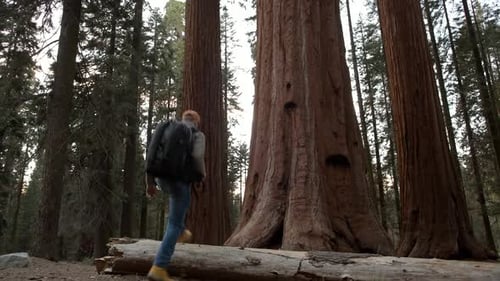 Walking and Exploring Hiker on the Giant Ancient Forest Trailhead in Sequoia National