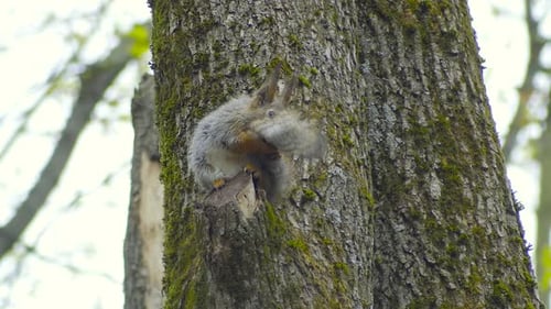 Squirrel Pauses on Mossy Tree Bark in Nature