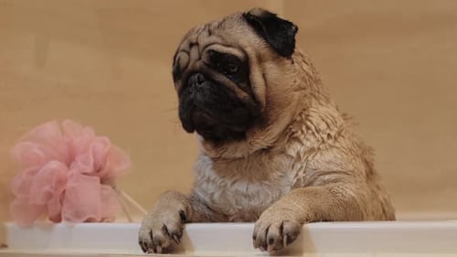 Wet Pug Dog in a Bathtub