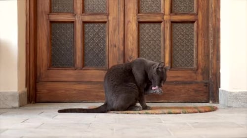 Gray Cat Grooming Itself on Doormat