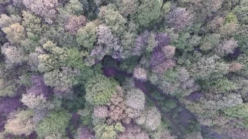Aerial Forest View