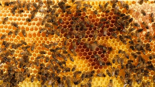 Abeilles domestiques