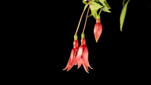 Schöne rosa und lila Fuchsia Blumen