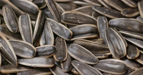 Pile of Dried Sunflower Seeds Close Up