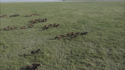 Chevaux sauvages qui courent des Mustangs sauvages sur l'herbe verte