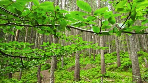 Nature Spring Forest Sunny Magical Powerful Green Trees in the Morning Time