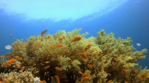 Underwater Beautiful Scene