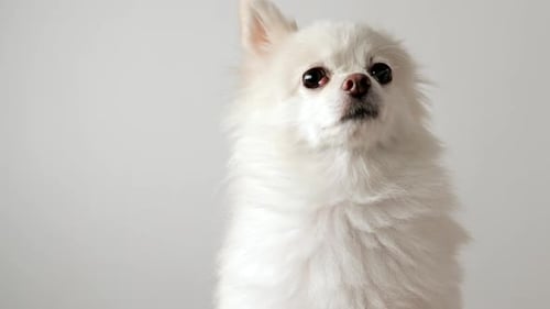 Pomeranian dog
