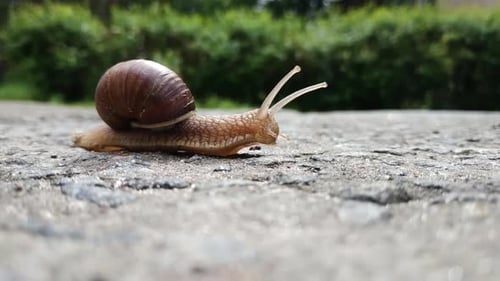 Snail Crosses an Asphalt Road