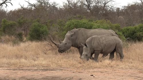 A young Southern White Rhino calf sticks close to it's mother as they graze on the dry grasses of th