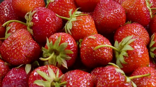 Rotation Ralenti de fraises biologiques rouges mûres et juteuses