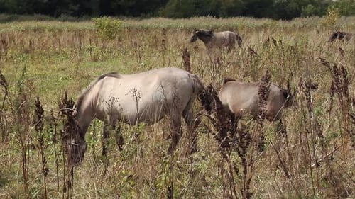 Wild Horses on a Grey and Windy Day. Herd of Wild Horses Grazing in the Fall in the Meadow. Wild Mus