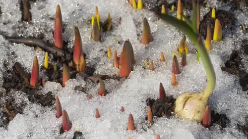 Sprouts Emerging from Snow in Early Spring