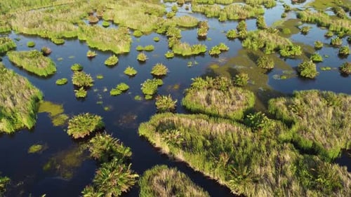 Aerial View of Lush Tropical Wetlands