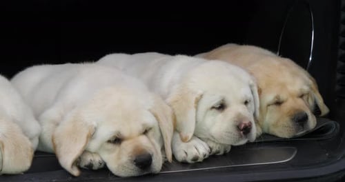 Yellow Labrador Retriever, Puppies Sleeping in the Trunk of a Car, Normandy in France