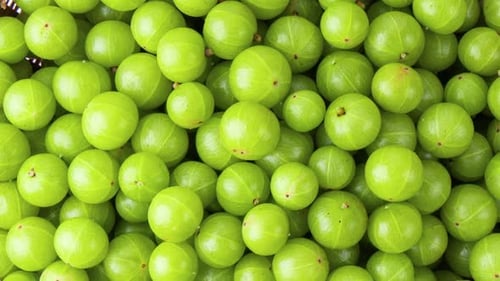 Pile of Fresh Green Gooseberries