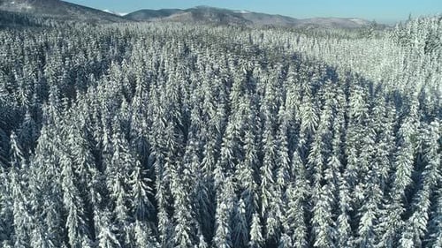 Vertical Pan Shot of a Snowy Forest Winter Mountain Landscape Carpathian Mountains