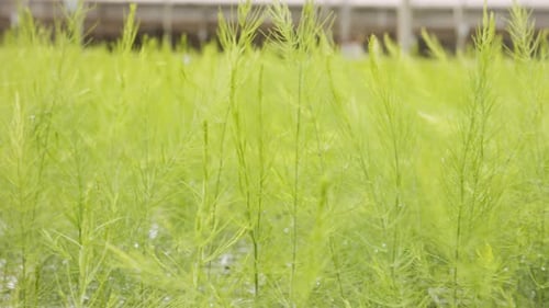 Asparagus Plants Growing in Greenhouse on Rural Farm
