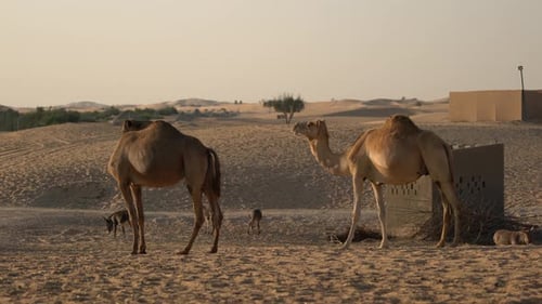Camels and donkeys in the desert