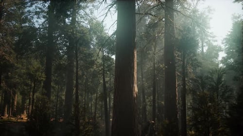 Sunset on the Giant Forest, Sequoia National Park, California