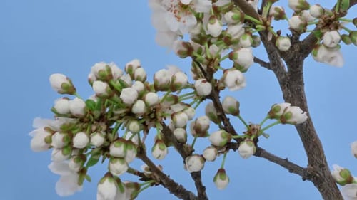 Blackthorn Tree Blossom Timelapse sur fond bleu
