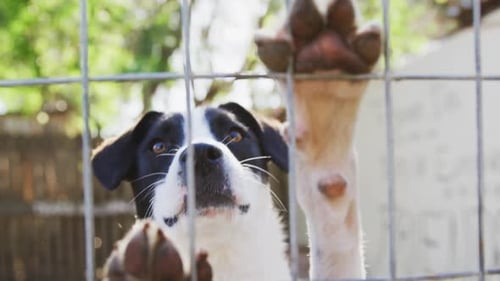Abandoned dog locked up in a shelter