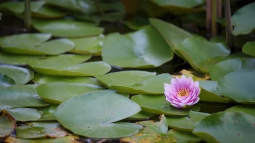 Water lily in the pond