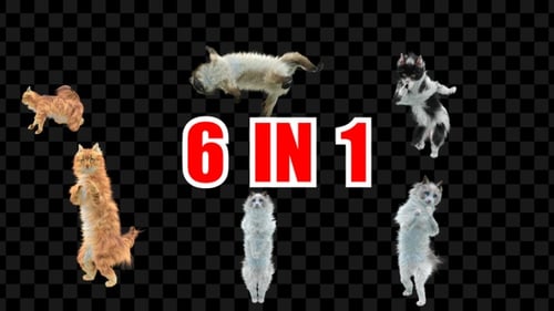 Katzentanz 6er Pack