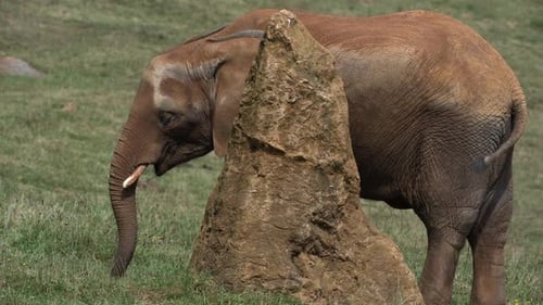 Elephant Eating Grass