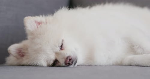Fluffy White Dog Sleeping Peacefully on Couch