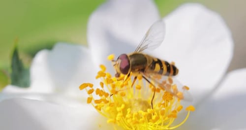 Bee Collecting Pollen on White Flower