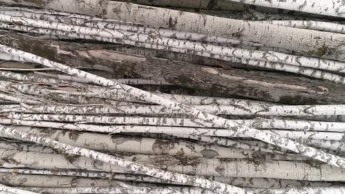 Stack of Logs in a Rural, Natural Area