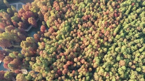 Herbstlicher Wald
