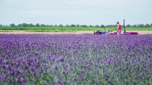 Tractor Collects Lavender Plants on the Cultivated Field