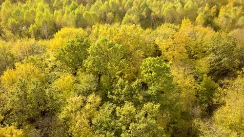 Autumn forest with bright orange and yellow leaves. Dense woods in sunny fall weather.
