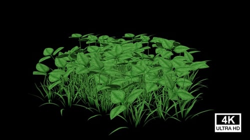 Growing Grass and Clover Alpha Channel Reveal