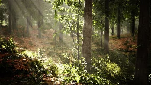 La lumière brille dans la nature