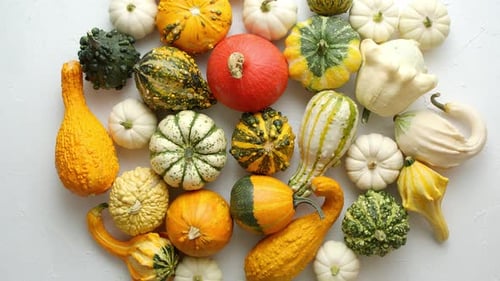 Colorful Various Kinds Mini Pumpkins on White Background, Top View, Flat Lay. Fall Background.