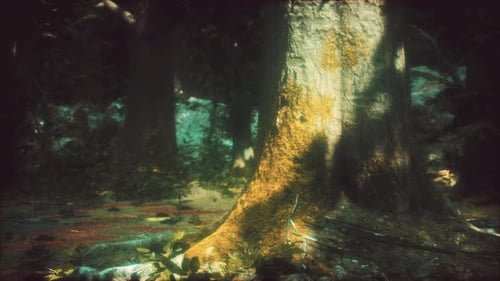 Forest Landscape with Old Massive Trees and Mossy Stones