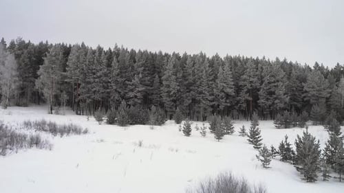 Winter Forest
