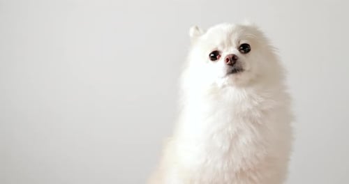 White pomeranian over white background