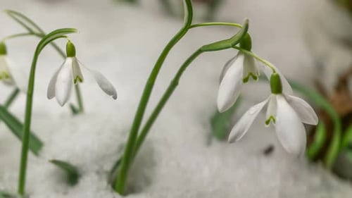 Der Frühling kommt