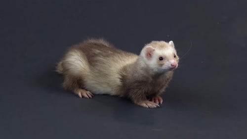 Frettchen läuft und schnüffelt im schwarzen Hintergrund.