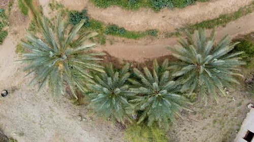 Birds-Eye View of Palm Trees in Rural Setting