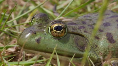 Frog Close Up in Grassy Meadow