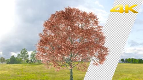 Red Oak Tree 4K