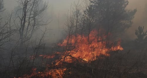 The Spread Of Fire In The Forest Burns Grass And Trees View From The Middle